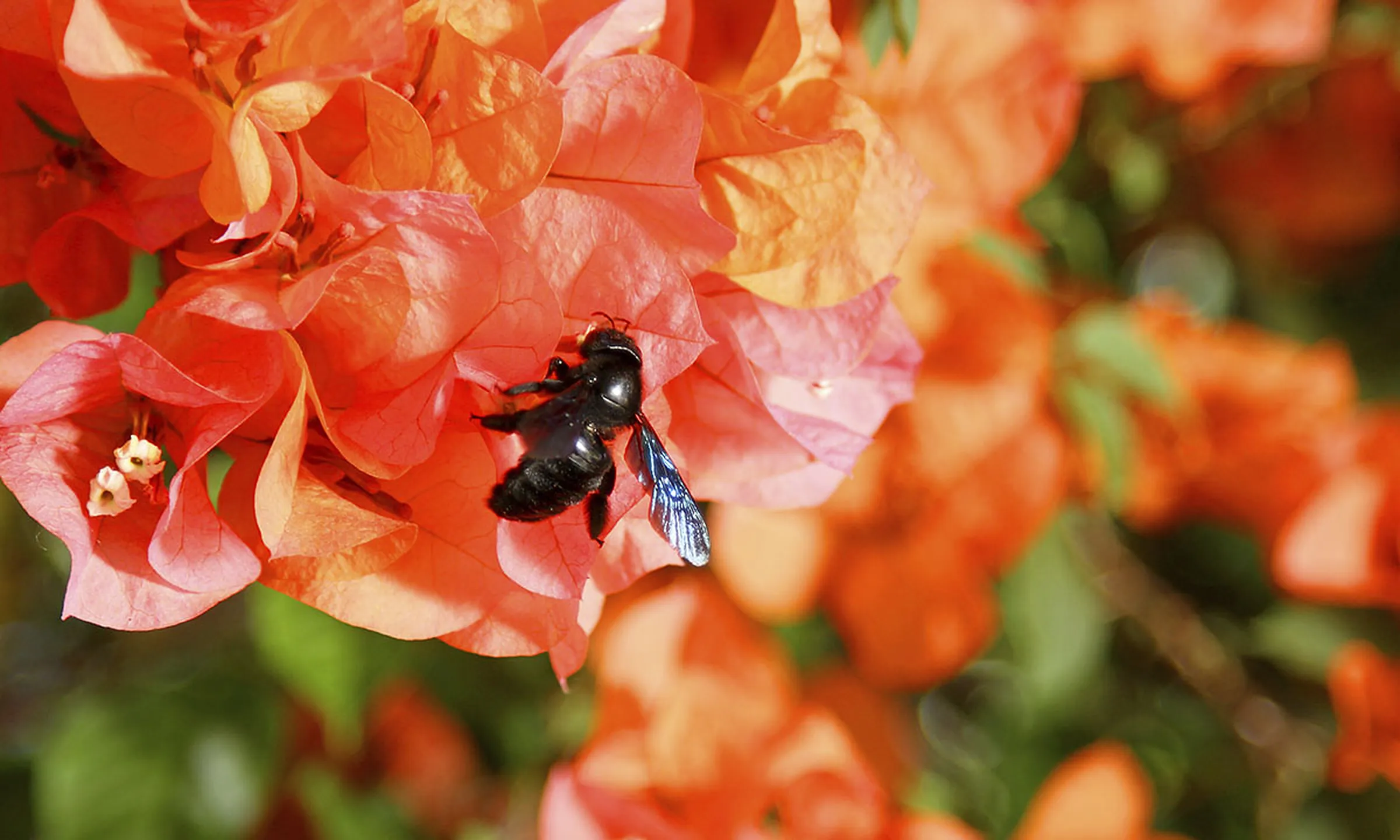 Bougainvillier orange en fleur avec une abeille