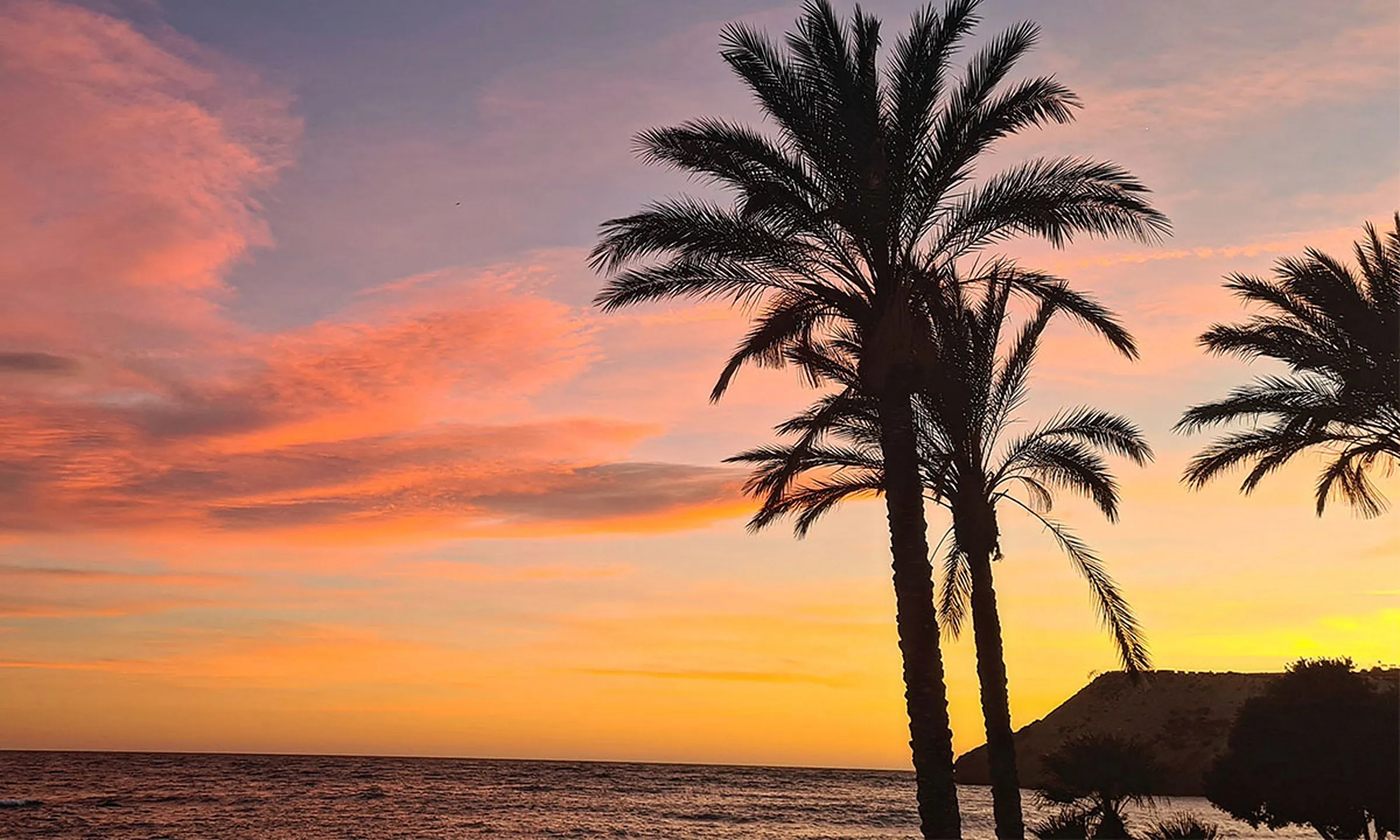 Palmier se découpant sur un ciel rose au coucher du soleil