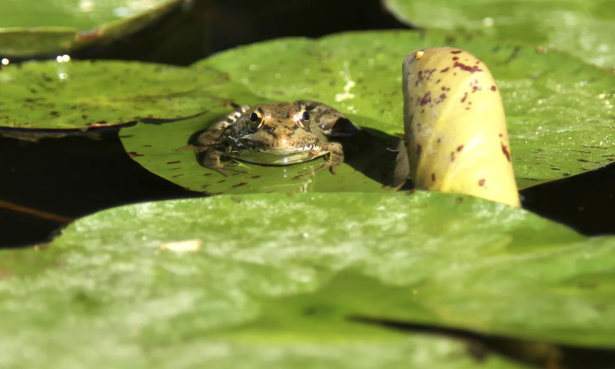 Rana sobre una hoja de nenúfar en el estanque del camping