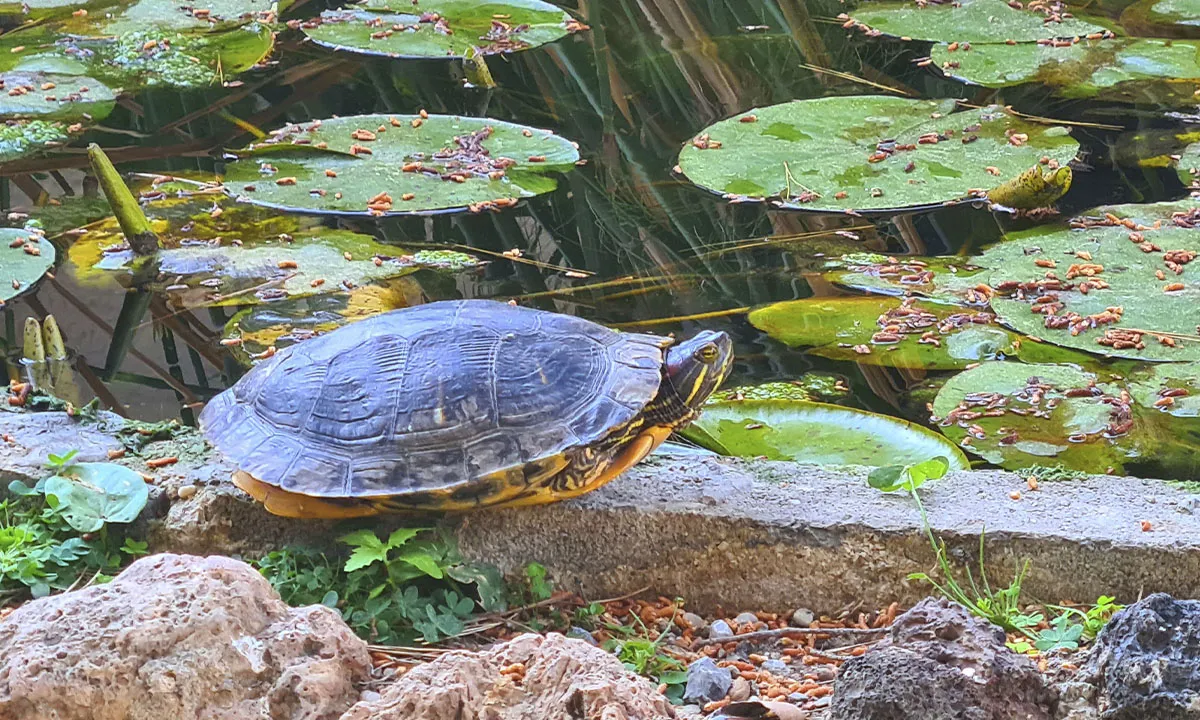 Tortuga sobre nenúfares en el estanque del camping